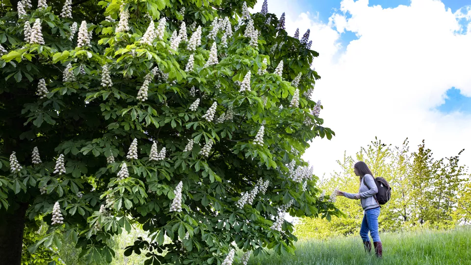 Maj Rundlöf looks at a blooming chestnut tree. Photo: Charlotte Carlberg-Bärg.