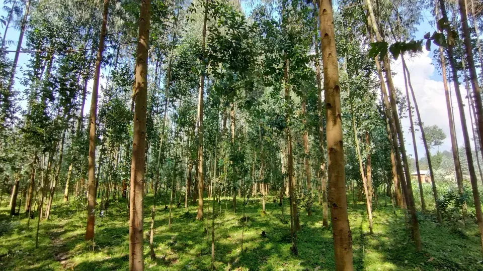 Tree trunks and general view of a forest