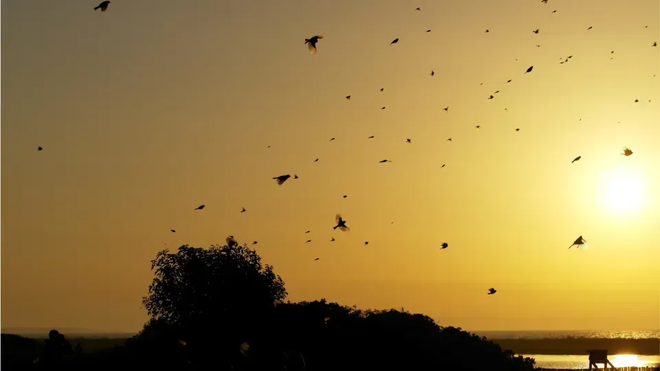 A flock of birds flying in a sunset