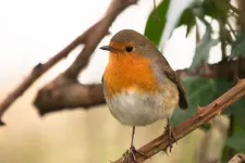 At night, the little robin is extra vigilant (Photo: Johan Nilsson)