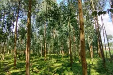 Tree trunks and general view of a forest