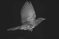 Nightingale in wind tunnel