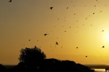 A flock of birds flying in a sunset