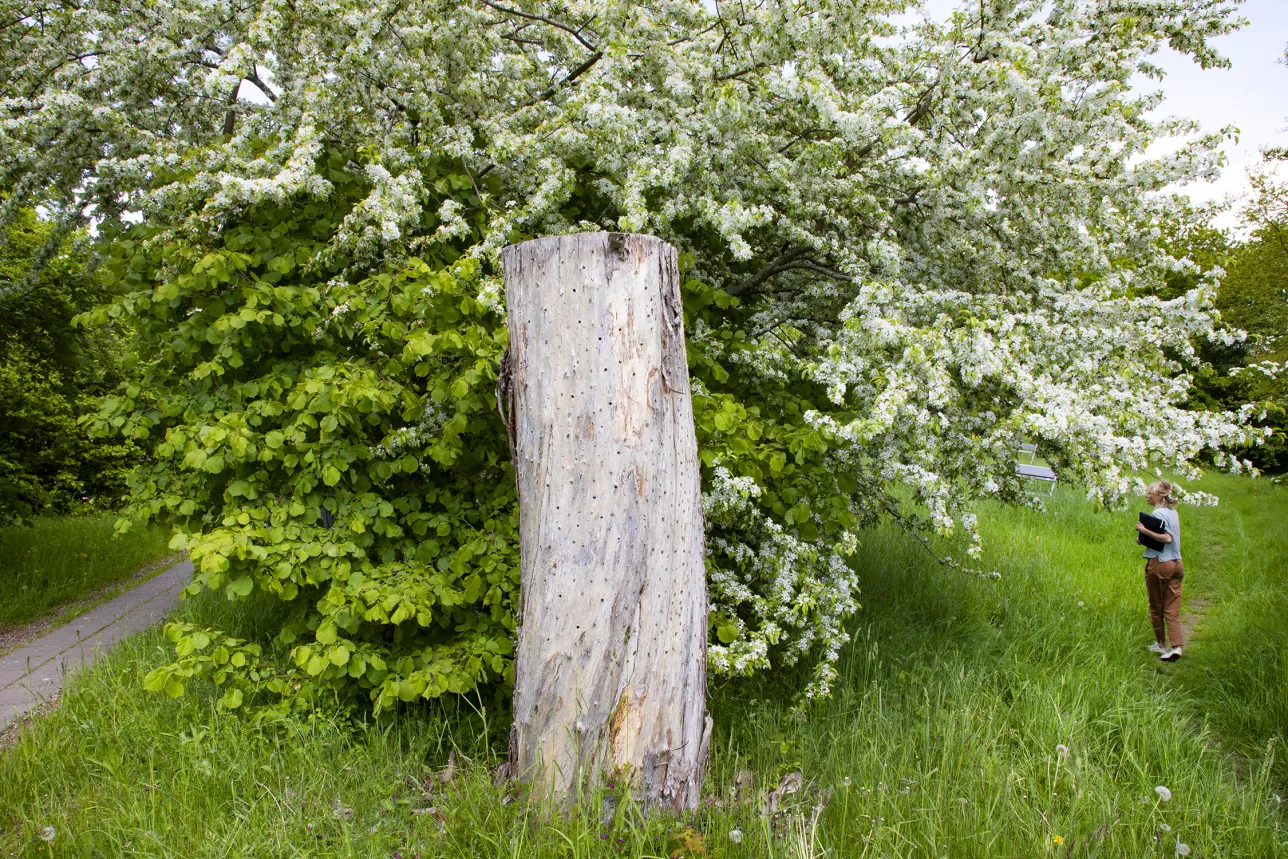 A trunk outside the Ecology building in Lund. Photo: Charlotte Carlberg Bärg.