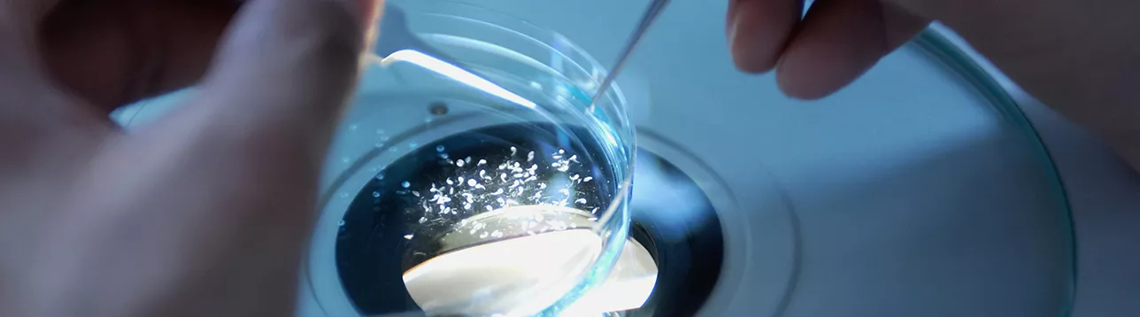 Chorion is extracted from zebrafish embryos seen under a microscope. Photo: National Cancer Institute/Unsplash.
