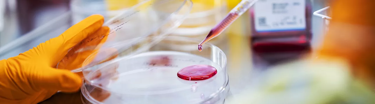 A pipette drops liquid onto a glass disc in a laboratory. Photo.