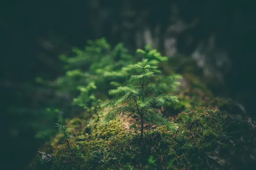 Small tree in a forest environment